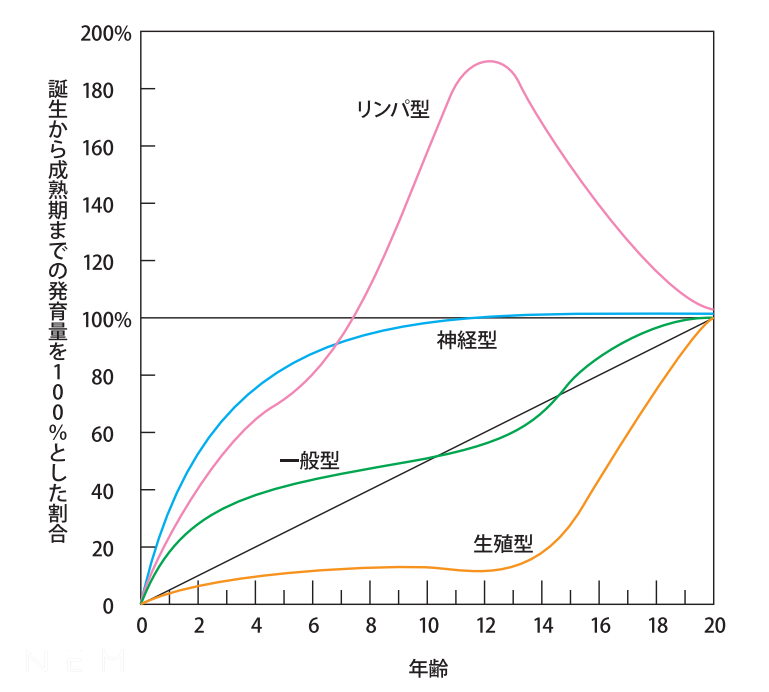 スキャモンの発育曲線を見ると、運動神経を含めた神経系は、誕生後急速に発達を始め、4歳頃までには大人の能力の80%ほどが出来上がっていく。