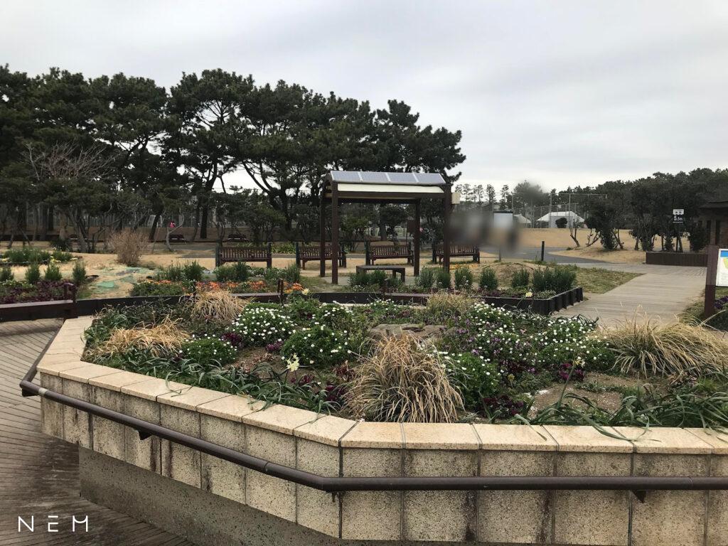 辻堂海浜公園おすすめポイント③ 花壇に咲いた色とりどりの花々