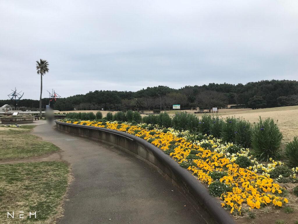 辻堂海浜公園おすすめポイント③ 花壇に咲いた色とりどりの花々